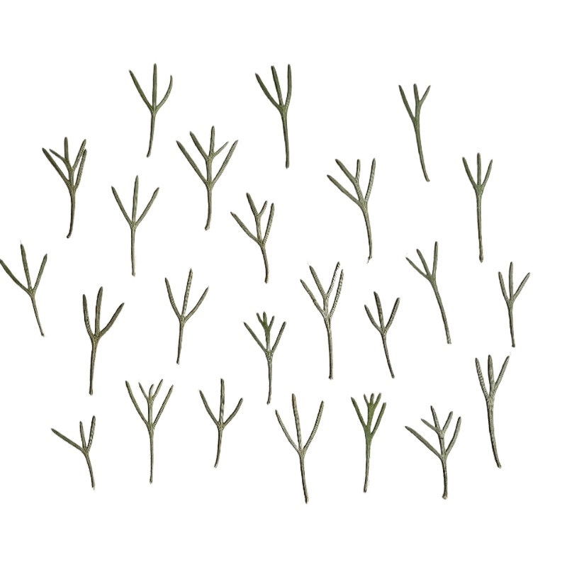 24pcs, Daun Achillea Asli yang - Resin Art Baby ulasan dan harga