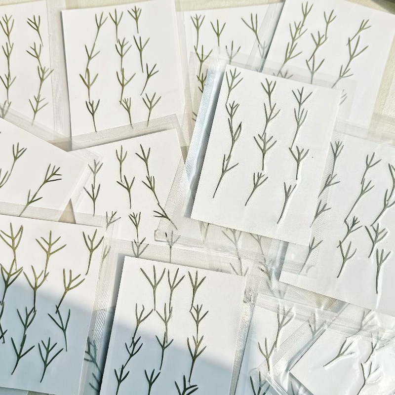 24pcs, Daun Achillea Asli yang - Resin Art Baby ulasan dan harga