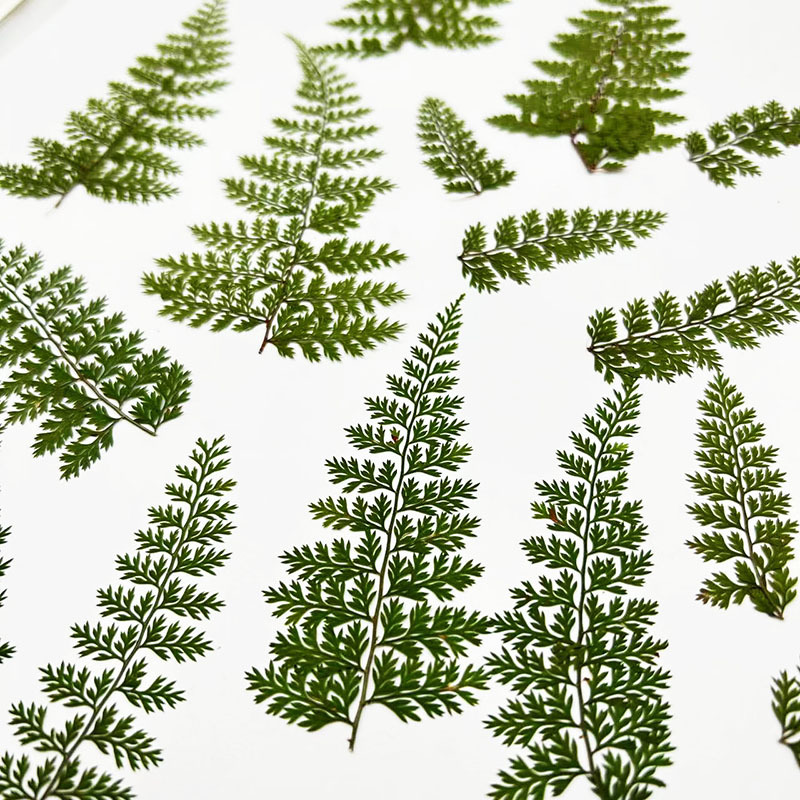 100 Buah Spesimen Daun Pakis H - Resin Art Baby ulasan dan harga