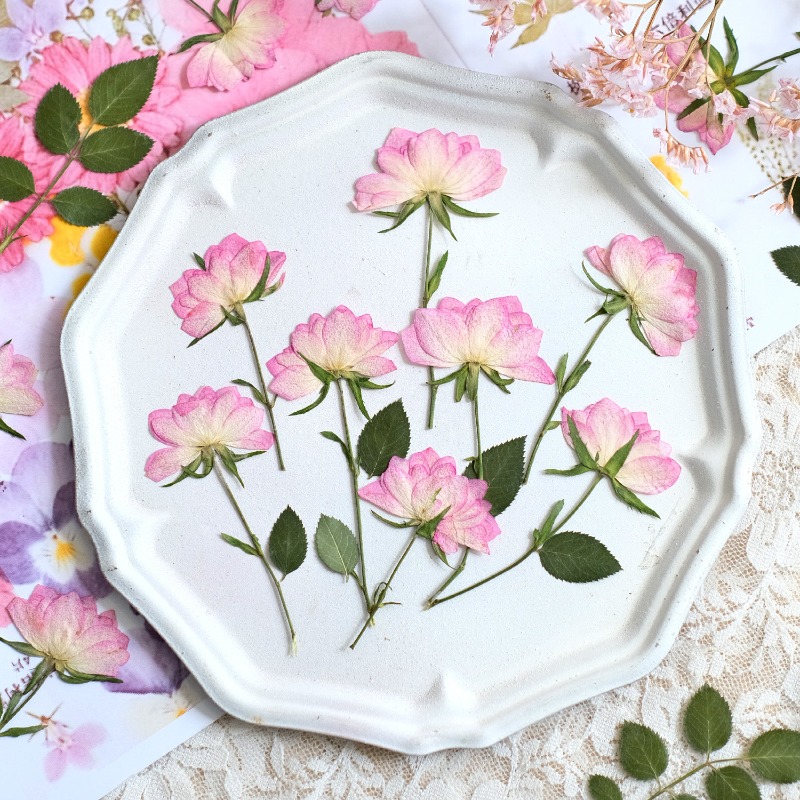 12pcs, Bunga Kering Asli untuk - Resin Art Baby ulasan dan harga